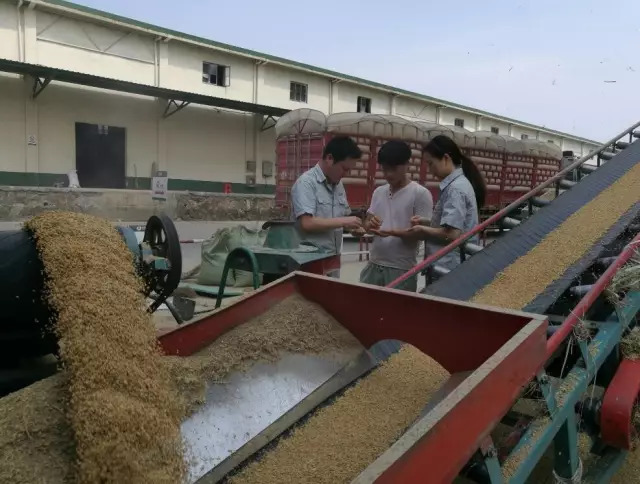 激活市場活力，促進優質優價 糧食收儲市場化改革的戰略意義與實踐路徑